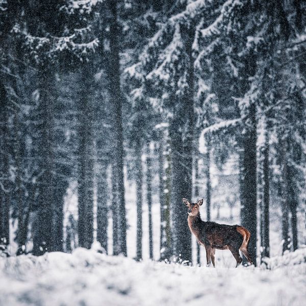 Hirschkuh im Schneetreiben II von Daniela Beyer