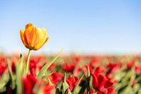 Si vous êtes spécial, vous devez en sortir !