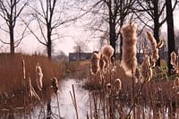 Pluizebollen in de ochtendzon