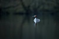 Grebe