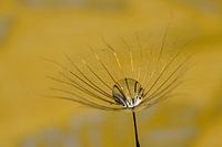 Waterdrop in the Yellow Morning Star