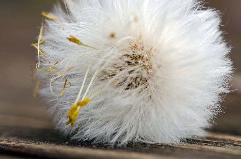Les détails macro d'un fluff par Ellinor Creation