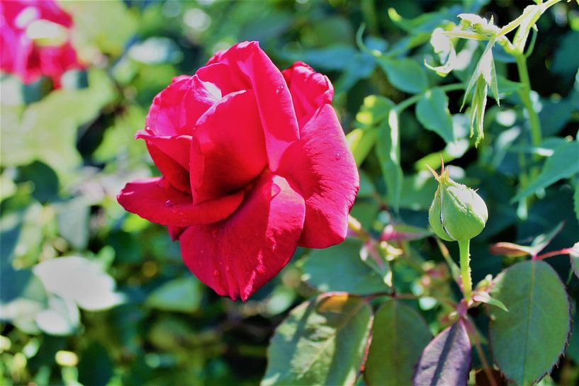 Une rose par Marvin Taschik