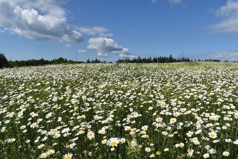 Ein blühendes Feld unter einem Sommerhimmel von Claude Laprise