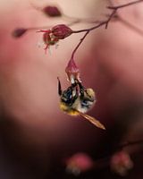 Hommel aan een bloemetje