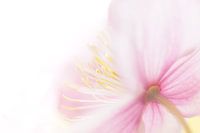 Lilas, jaune et blanc dans une fleur