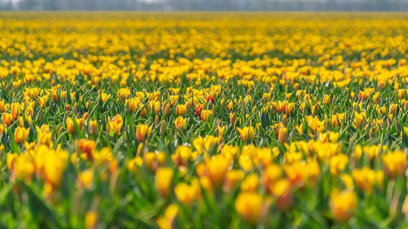 Fleurs jaunes dans un champ de bulbes Flevoland par Jessica Lokker
