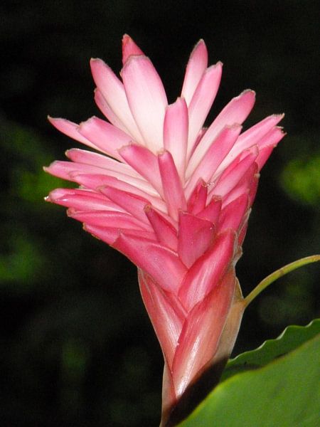 la Fleur par Rianne Magic moments