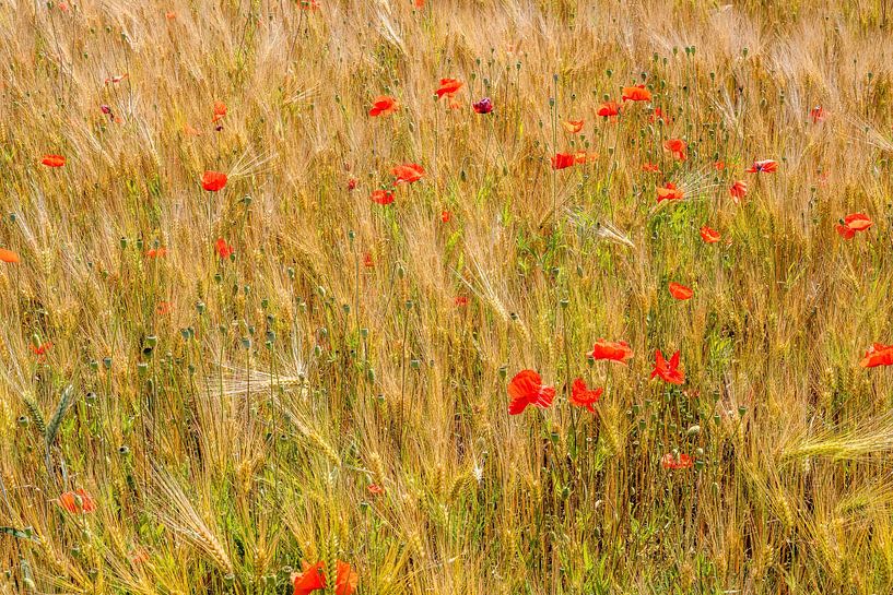 Korenveld met rode klaprozen van ManfredFotos