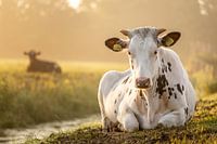 Junge Kuh im Morgenlicht