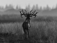 Burlend edelhert na regenbui in tegenlicht