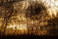 Multiple exposure Arendonk