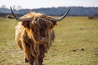 Der schottische Highlander