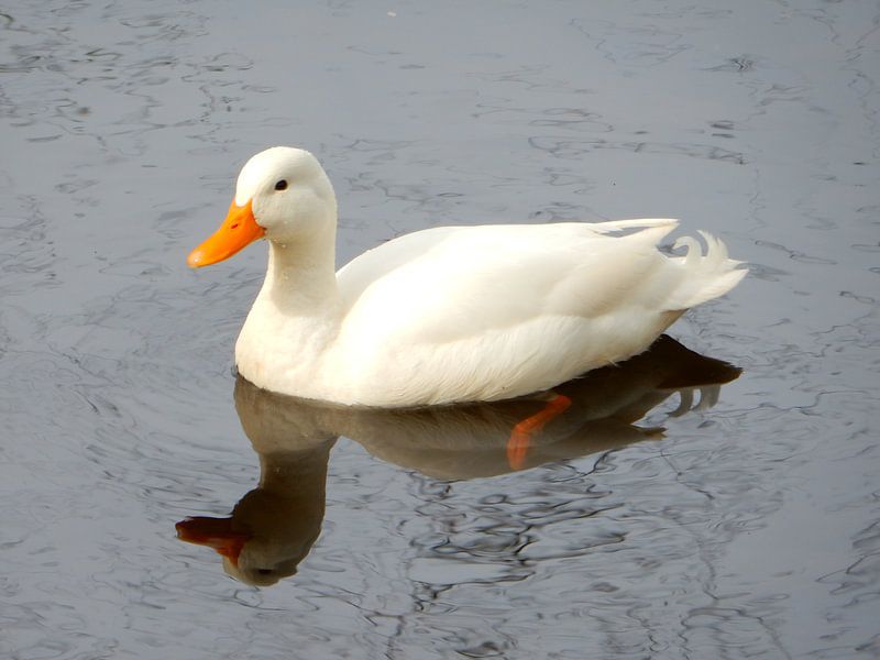 white duck swimming on water by Joke te Grotenhuis