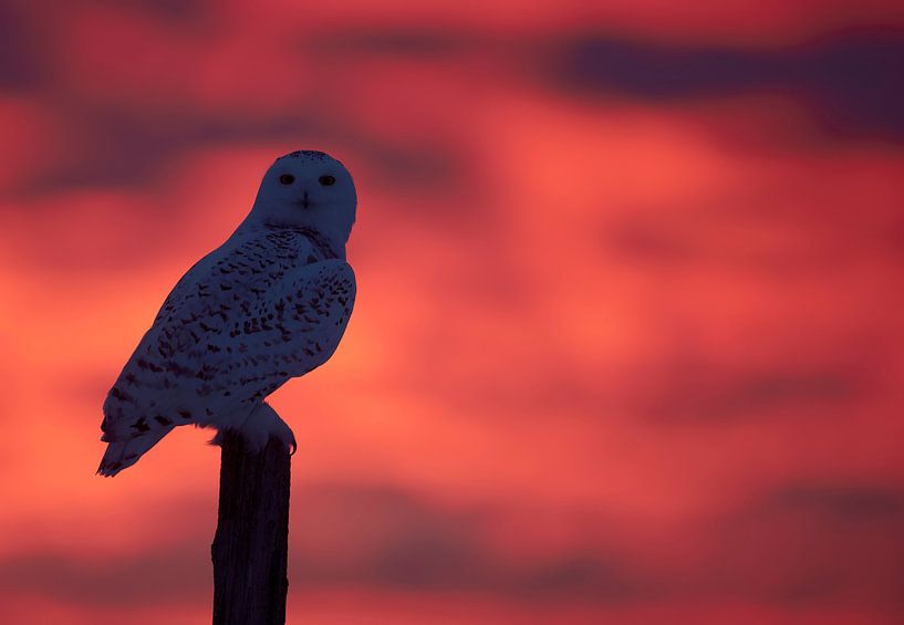 Female Snowy Owl (Bubo scandiaca) by Beschermingswerk voor aan uw muur