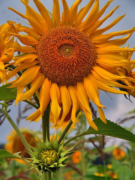 Vater und Sohn von Edgar Schermaul