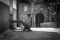 chat en italie photo poster ou décoration murale