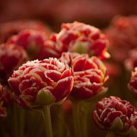 Holländische Tulpen rotes Quadrat