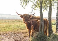 Scottish Highlander with calf