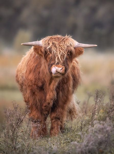 Scottish Highlander by Karel Ton