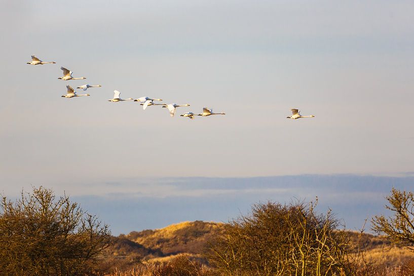 Wilde Schwäne von Pim Leijen