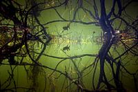 jeune brochet dans la réflexion entre les racines des arbres