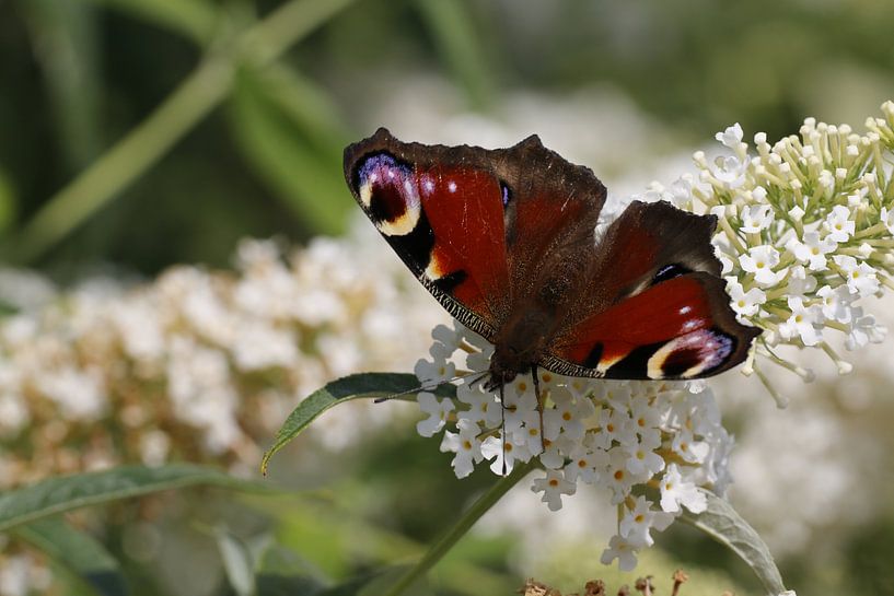 Day peacock butterfly on white Buddleia by Cora Unk