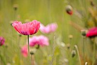 Roze Papavers 