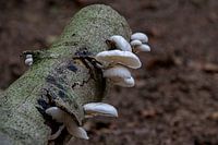 Porzellanpilze im Herbst