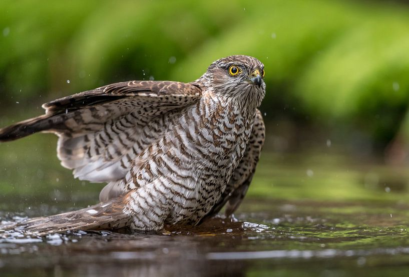 A Sparrow Hawk taking a bath! by Robert Kok