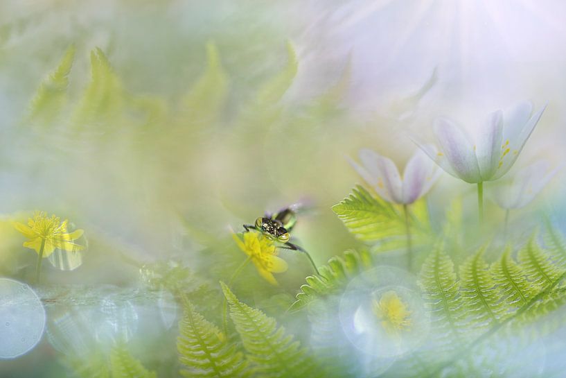 Little miss in green by Teuni's Dreams of Reality