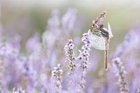 Pink is my favorite color