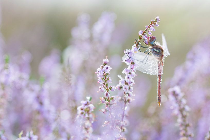 Pink is my favorite color par Francois Debets