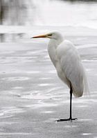 Verkleumde Witte Reiger