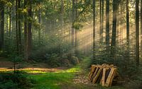 Wood pile in the forest, Black Forest