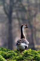 Wilde gans staart naar het bos.