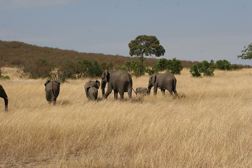 Olifanten op de steppe in Kenia par Willy Sybesma