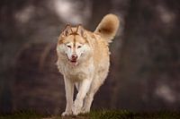 Sibirischer Husky Nanook