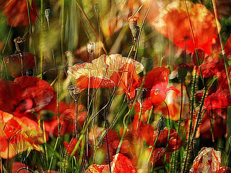 Poppies sunbathing in the wind by Anita Snik-Broeken