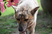 Vreedzame hond die lijkt op een wolf