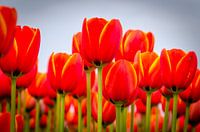 La tulipe comme accroche-regard