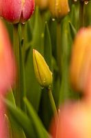 Tulipe en bouton avec gouttes de pluie