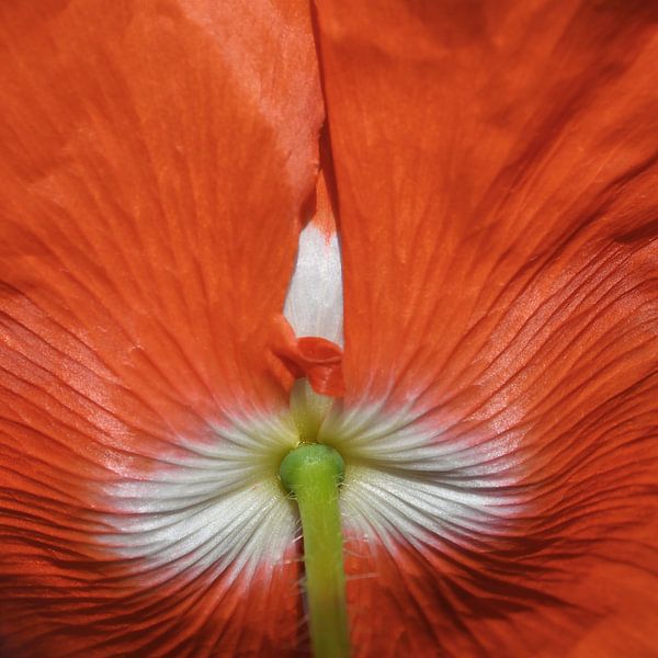 Mohn von der Unterseite aus gesehen von Jolanda de Jong-Jansen
