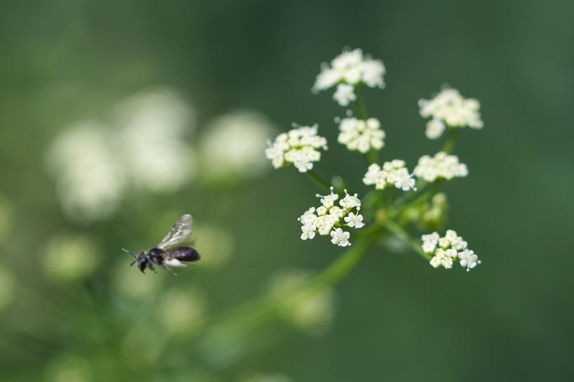 fliegende Wildbiene von Christian Gerst