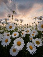 Bouquet de marguerites colorées