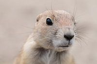 "Neugier" - Präriehund