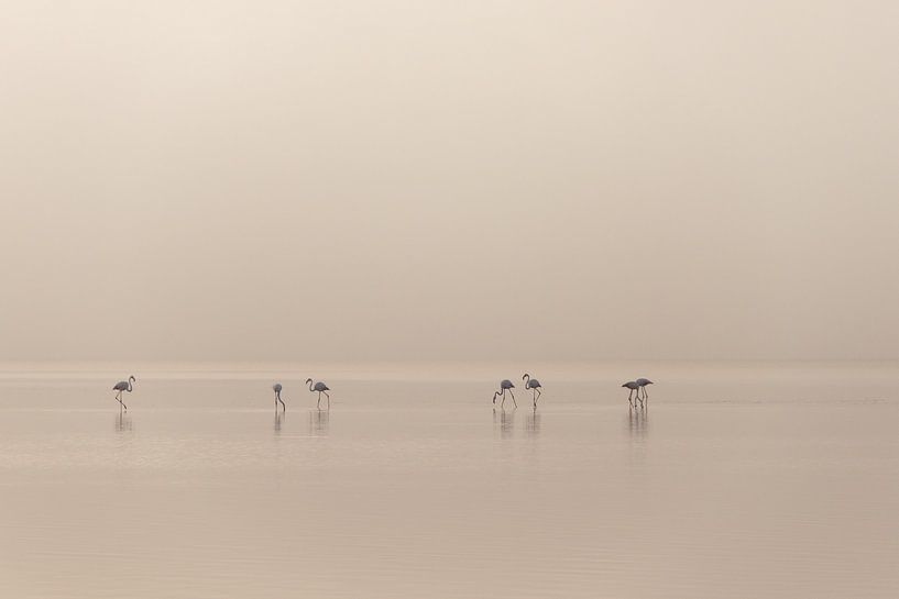 Flamingos von Heidi Bol