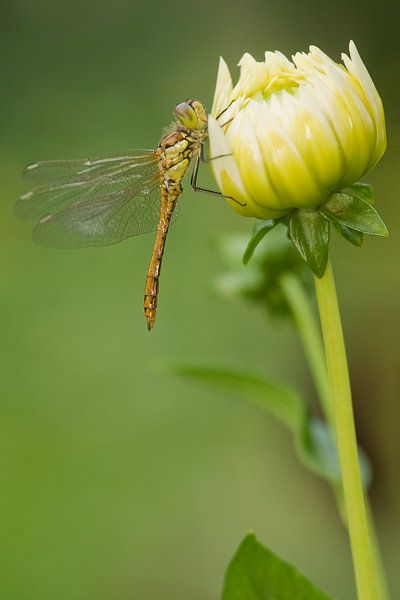 Heidelibel rouge brique sur fleur par Jeroen Stel