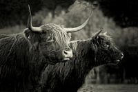 Les Highlanders écossais