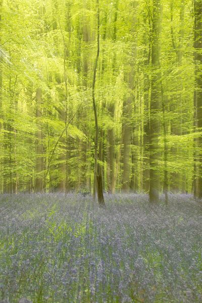 Wilde Hyazinthen im Hallerbos von Sven Scraeyen